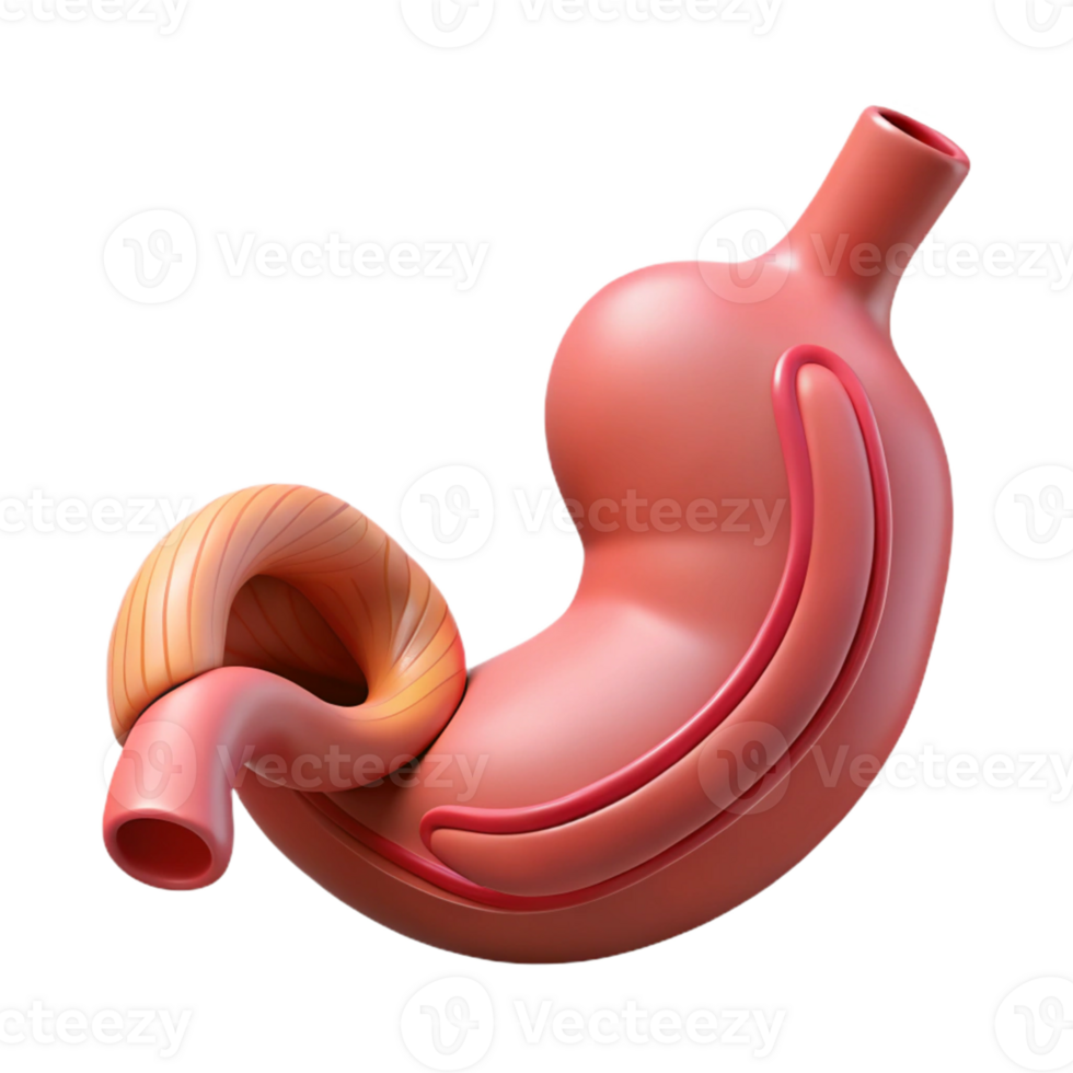Stomach anatomy showing internal organ png