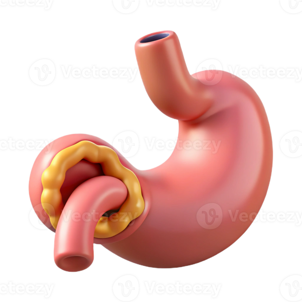 Anatomical stomach with detailed esophagus png