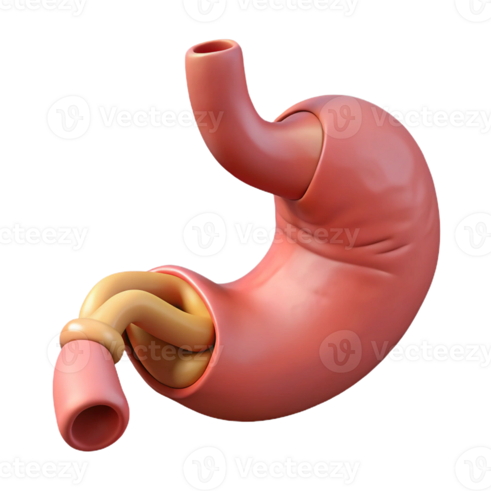 Human stomach with digestive system png