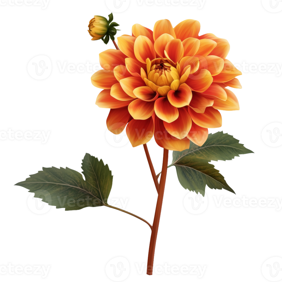 Vibrant Orange Dahlia Flower in Full Bloom with Green Leaves png