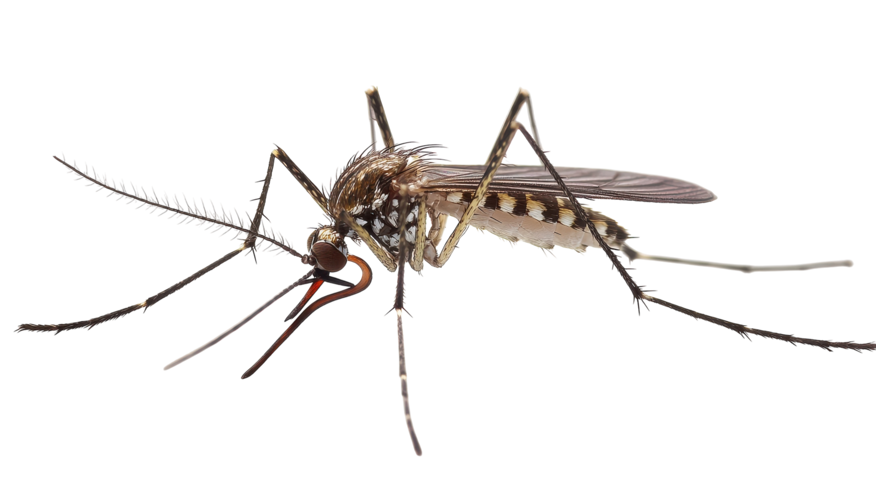 Close-up view of a mosquito resting on a surface, highlighting its features and details during daylight. png