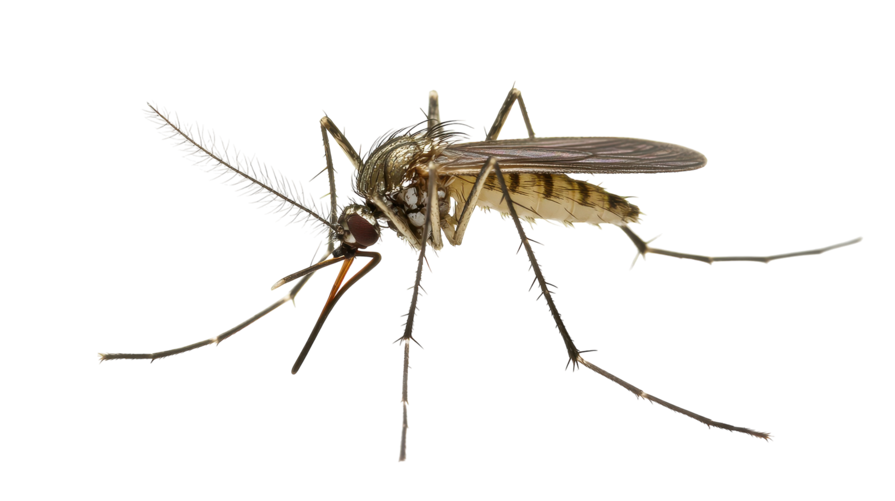 Close-up view of a mosquito on a transparent background showcasing distinct features and details of its anatomy. png