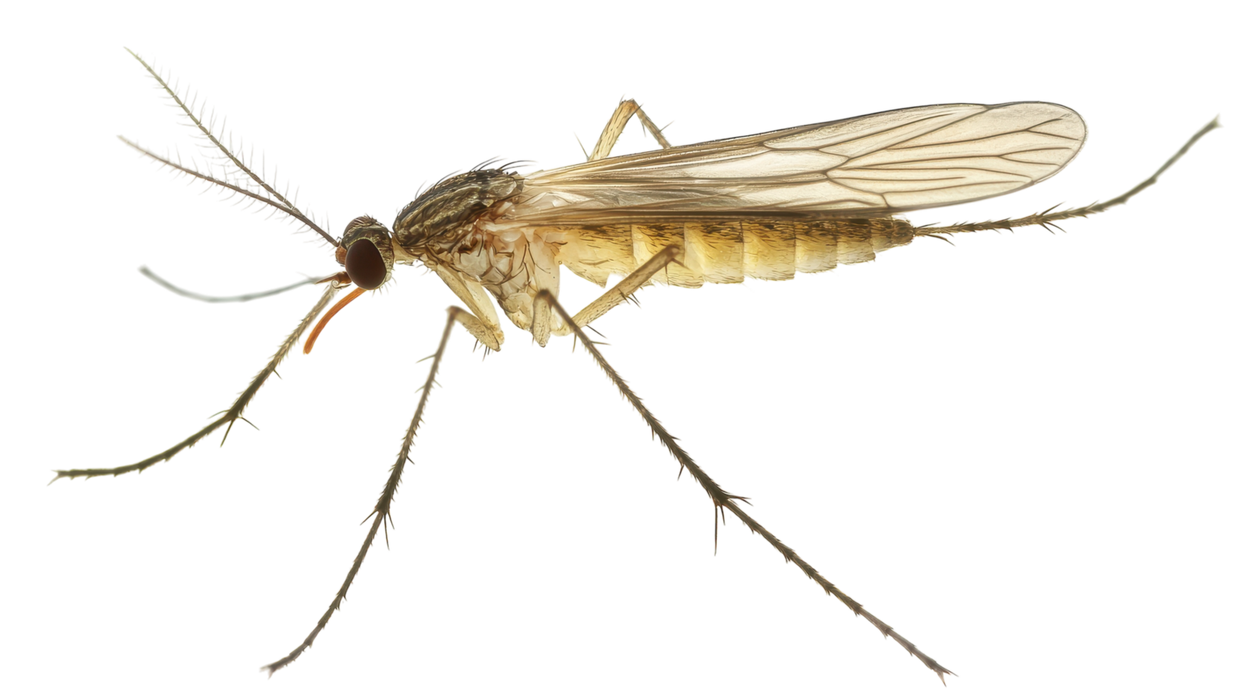 Close-up view of a mosquito resting with transparent wings highlighted against a plain background. png