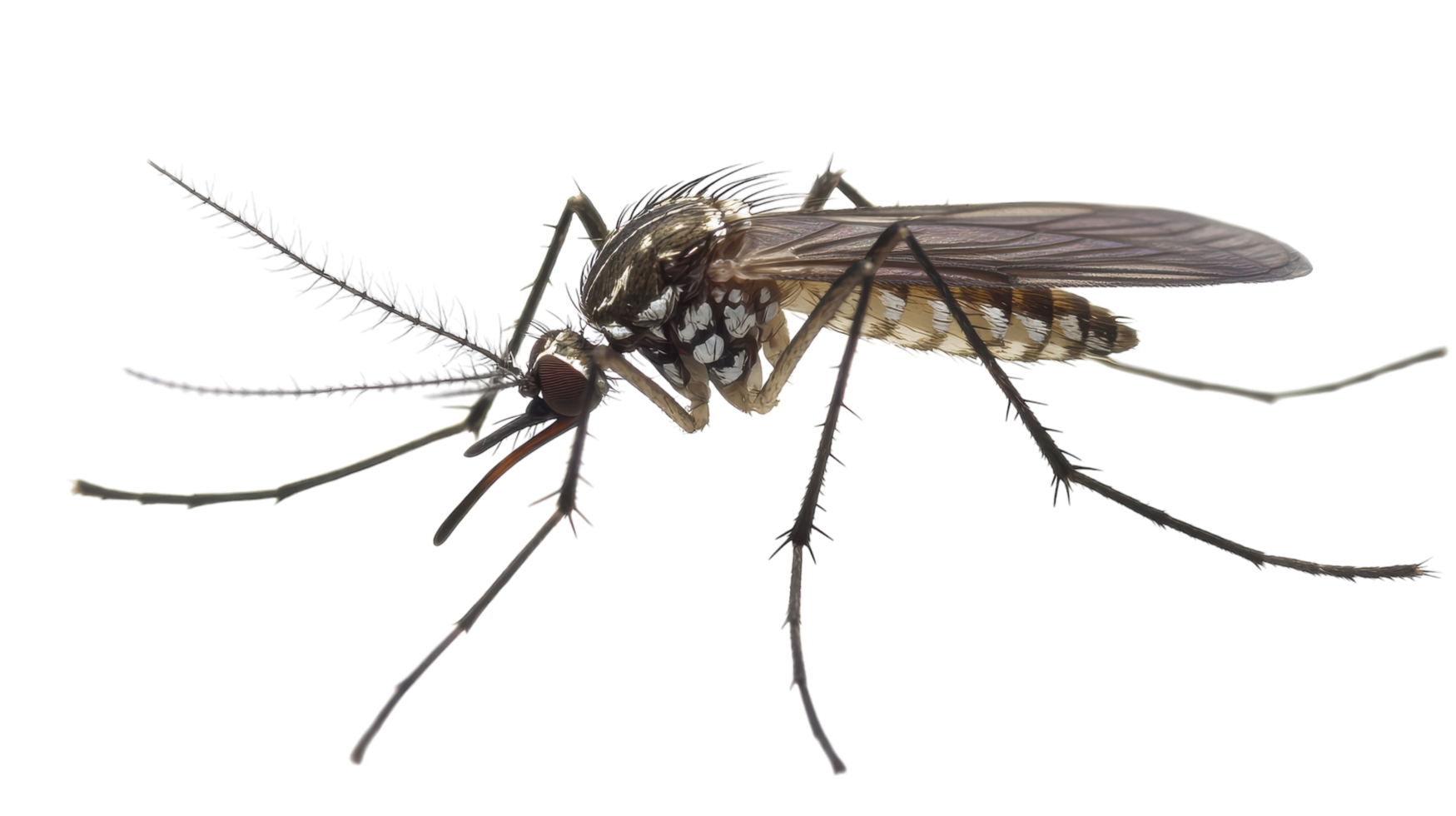Detailed close-up of a mosquito showcasing its features, wings, and legs against a transparent background during daylight. png