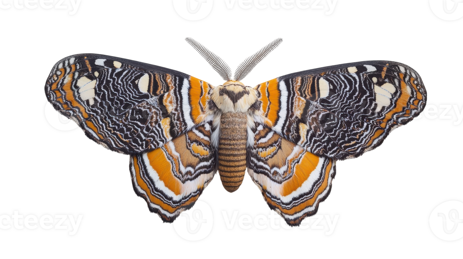 A strikingly colorful butterfly showcasing its vibrant wings with detailed patterns against a transparent background. png