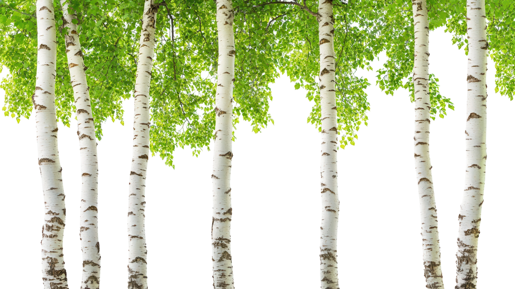 Tall birch trees with green foliage create a serene atmosphere in a bright setting png