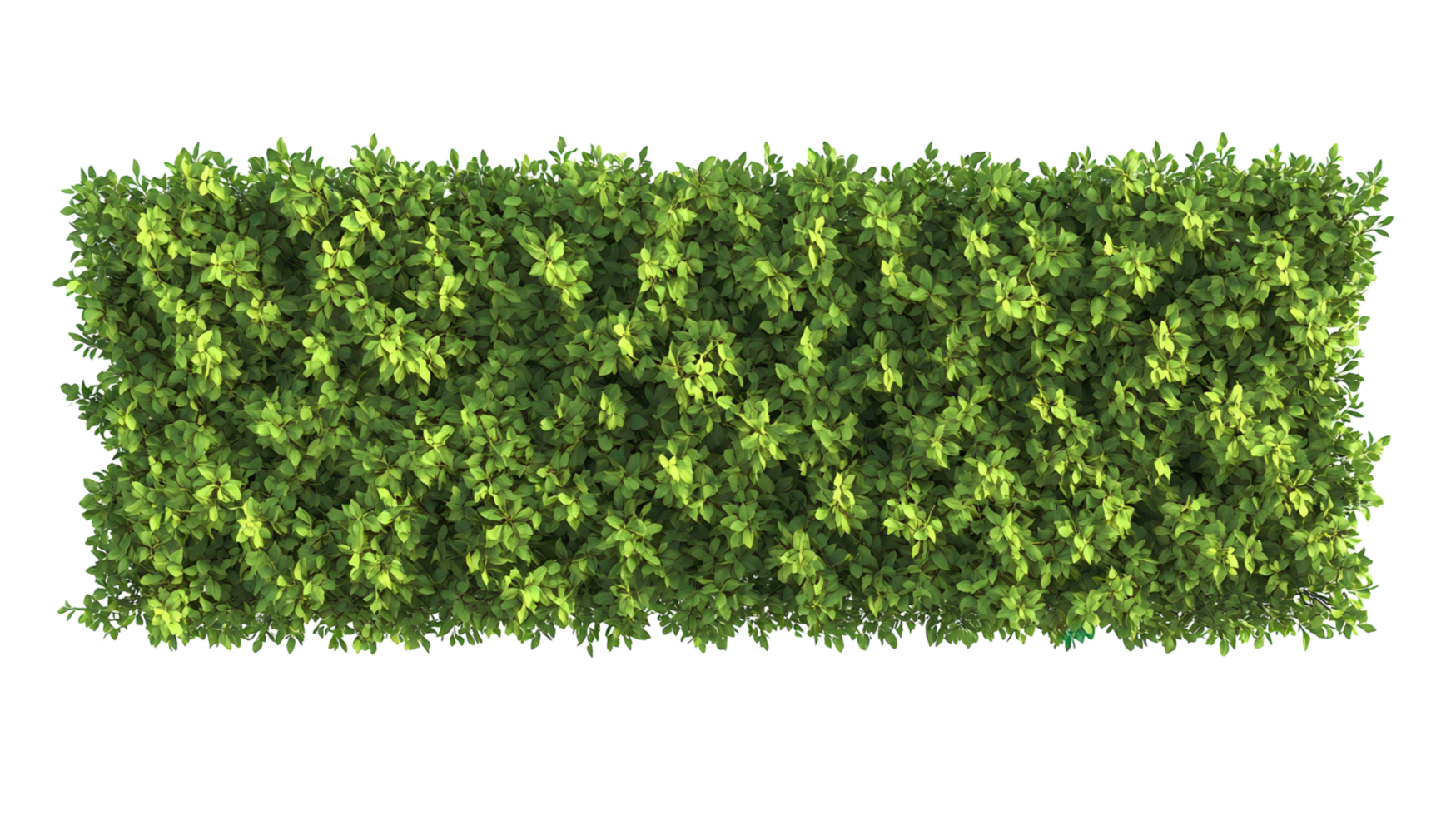 Lush green hedge creating a vibrant boundary in a garden setting during daylight hours png