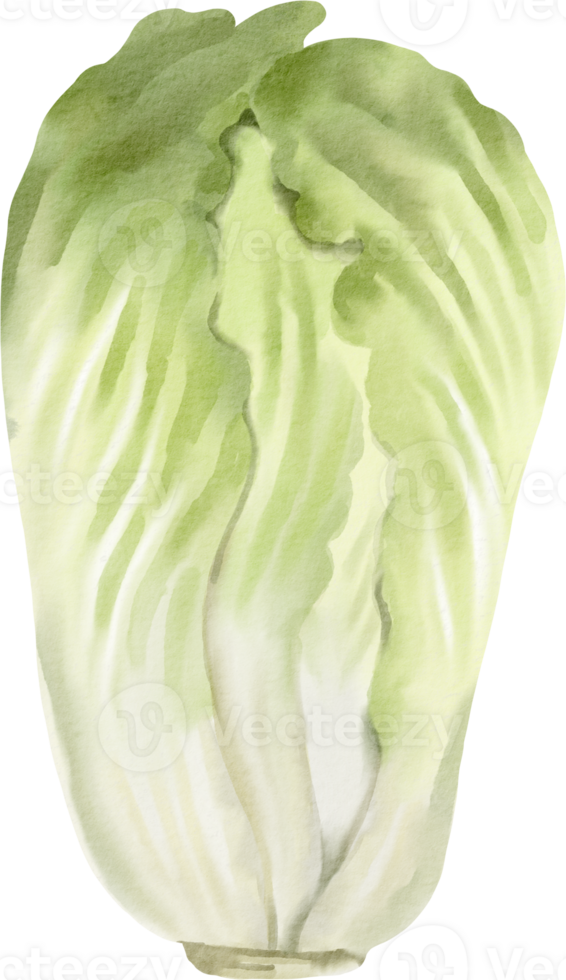 A watercolor illustration of a cabbage png