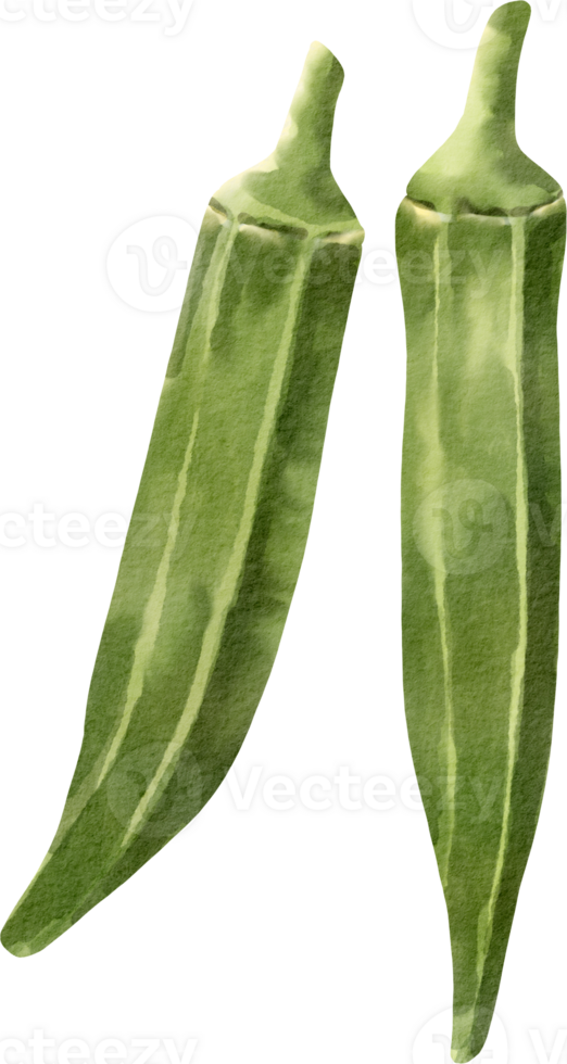 Two green peppers with leaves on them png