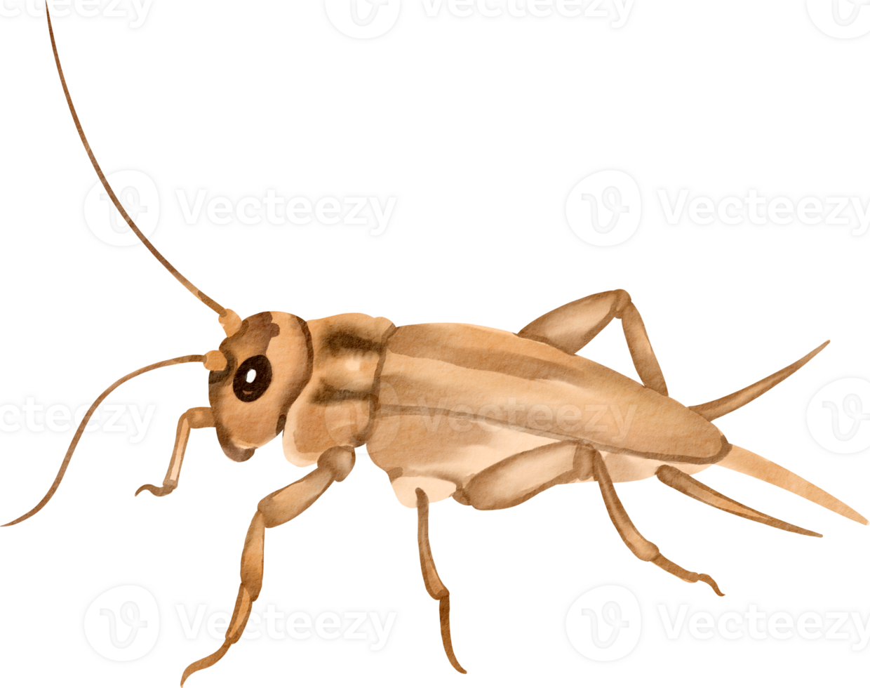 A brown bug with long legs and long antennae png