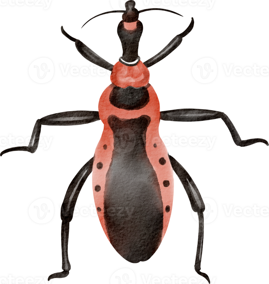 A red and black bug with black spots png