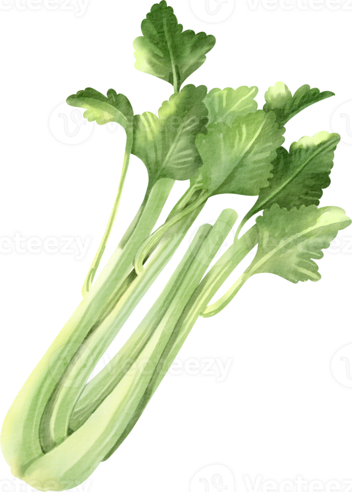 A bunch of celery on a black background png