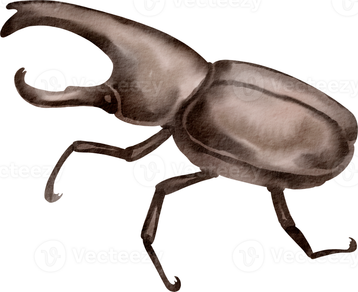 A drawing of a beetle with a long tail png
