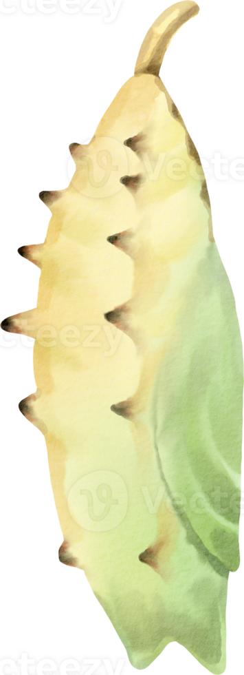 A watercolor drawing of a green and yellow shell png