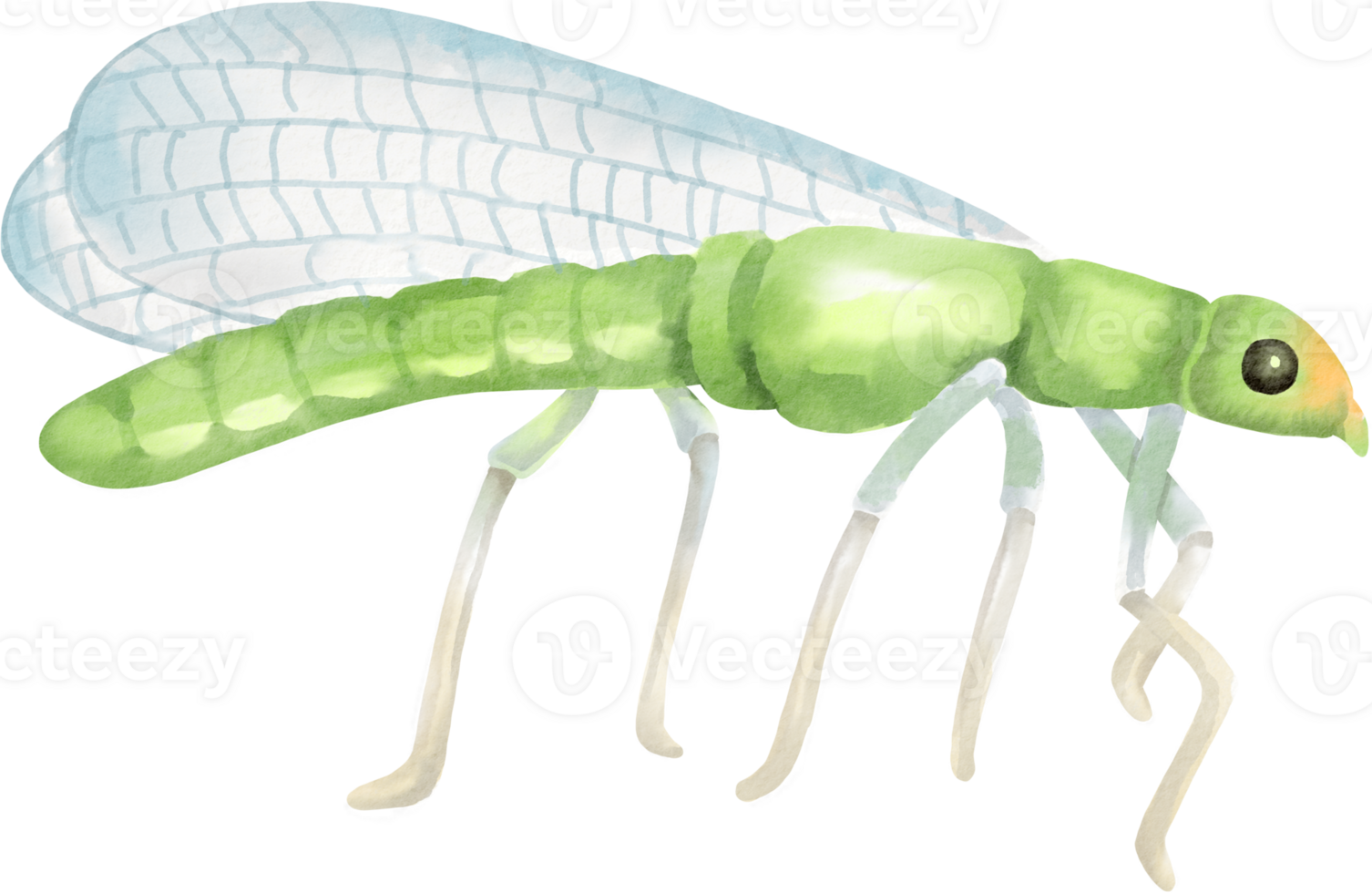 A green insect with long legs and wings png