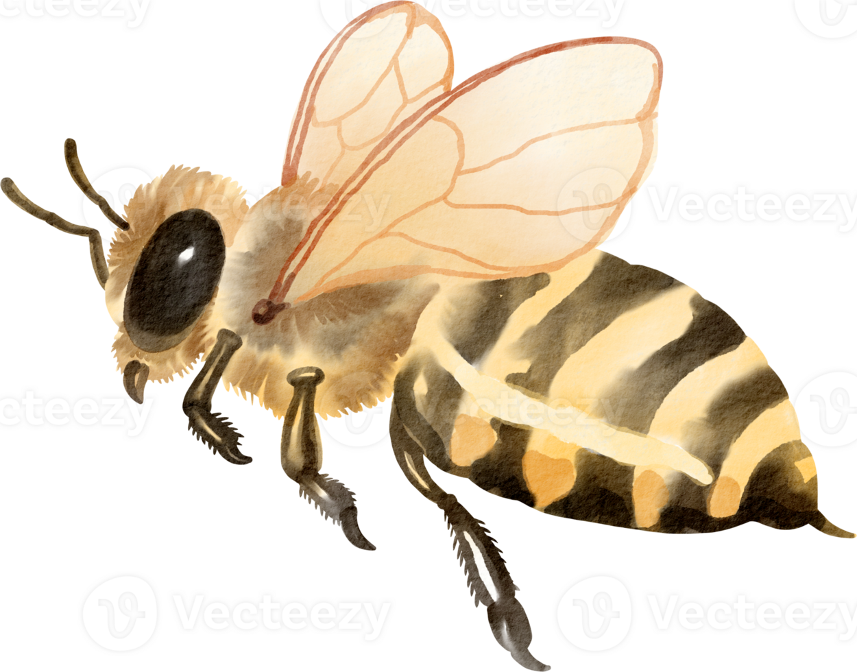 A watercolor drawing of a bee png