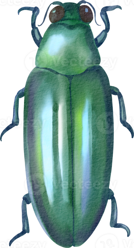 A green beetle with blue eyes and black legs png