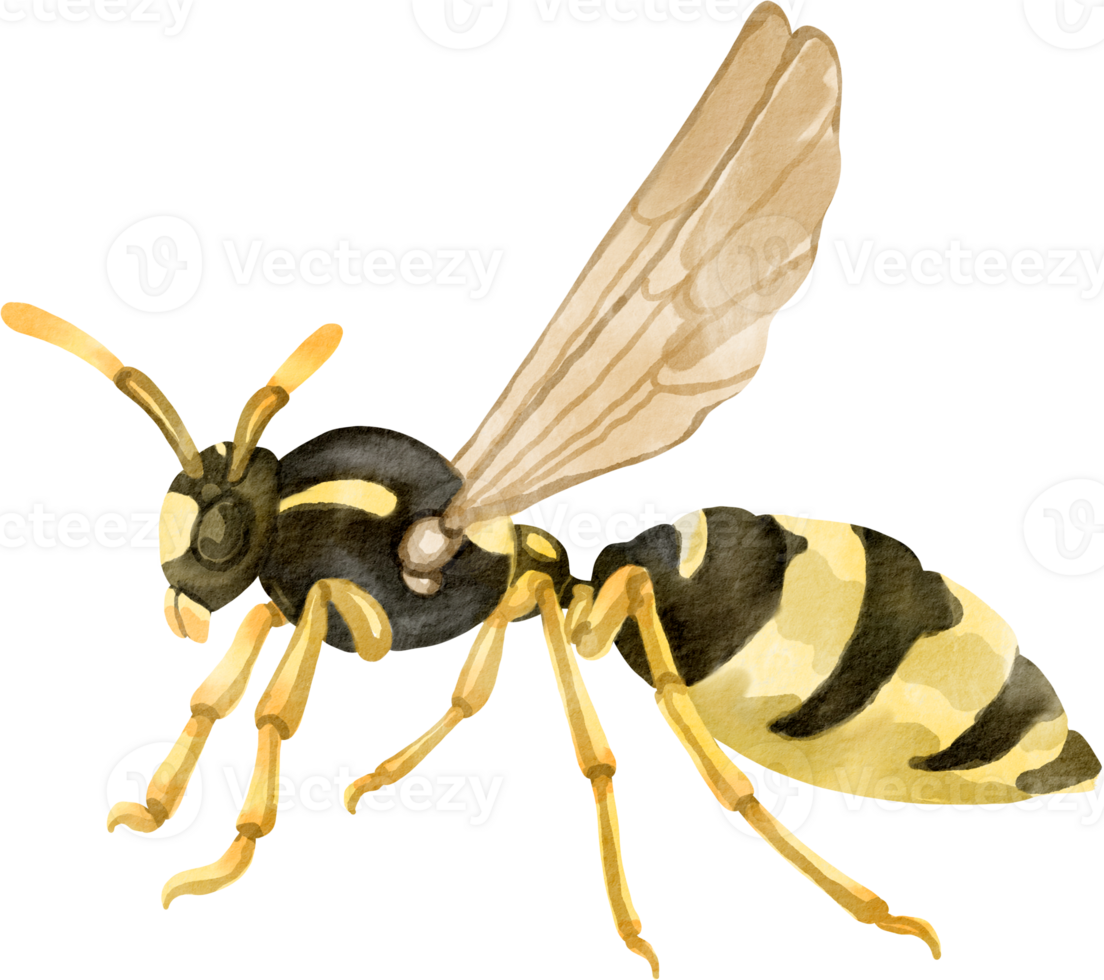 A watercolor illustration of a wasp png