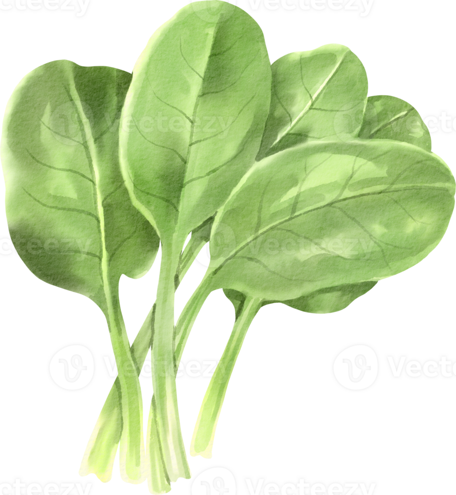 Watercolor illustration of spinach leaves png