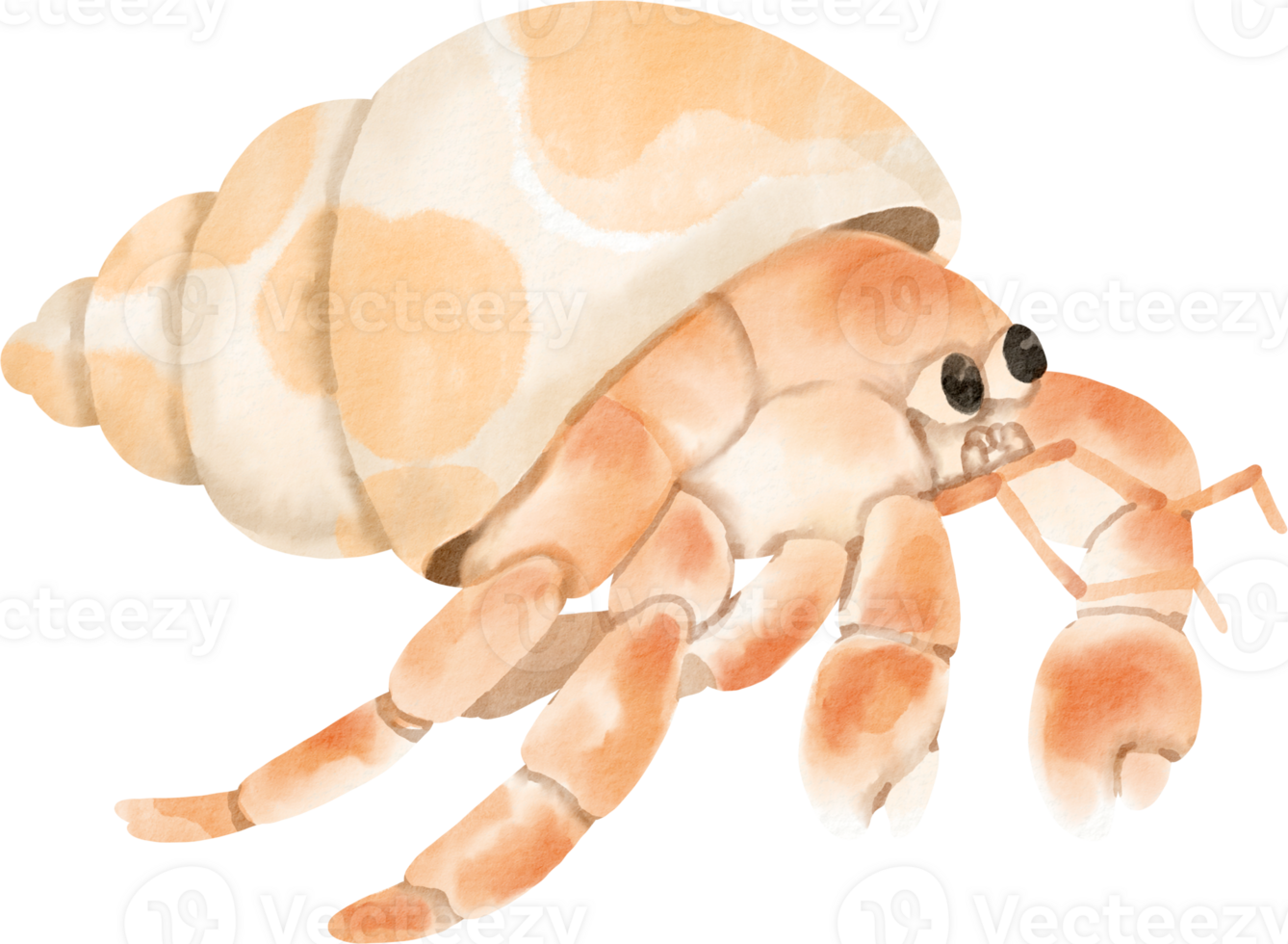 A watercolor drawing of a crab with a shell png