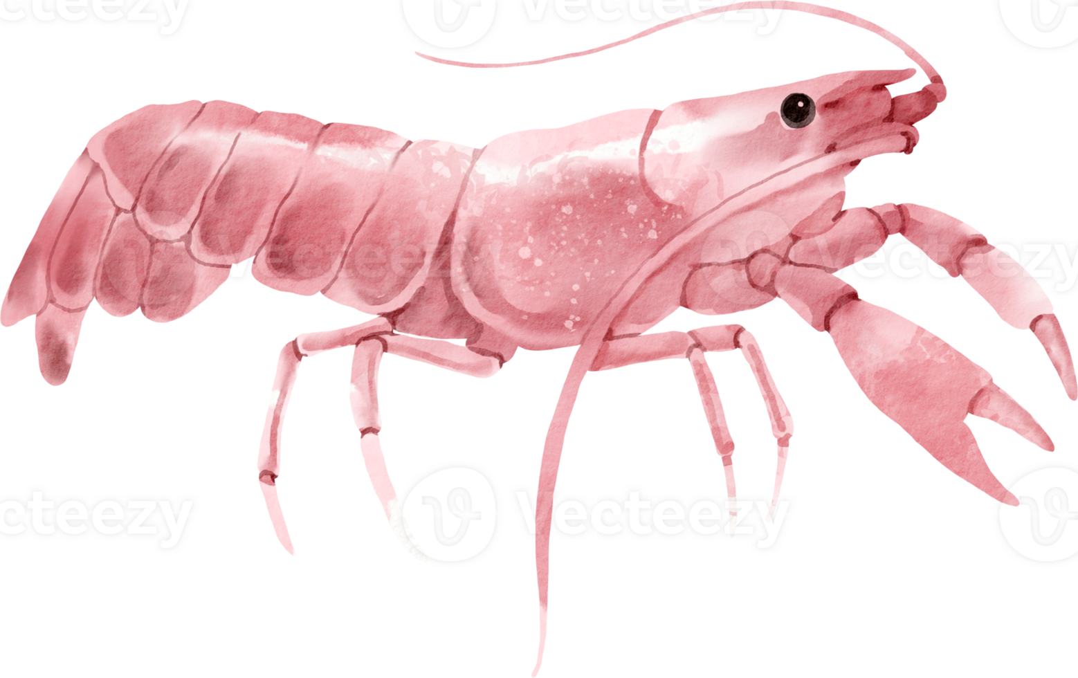 A pink shrimp on a black background png