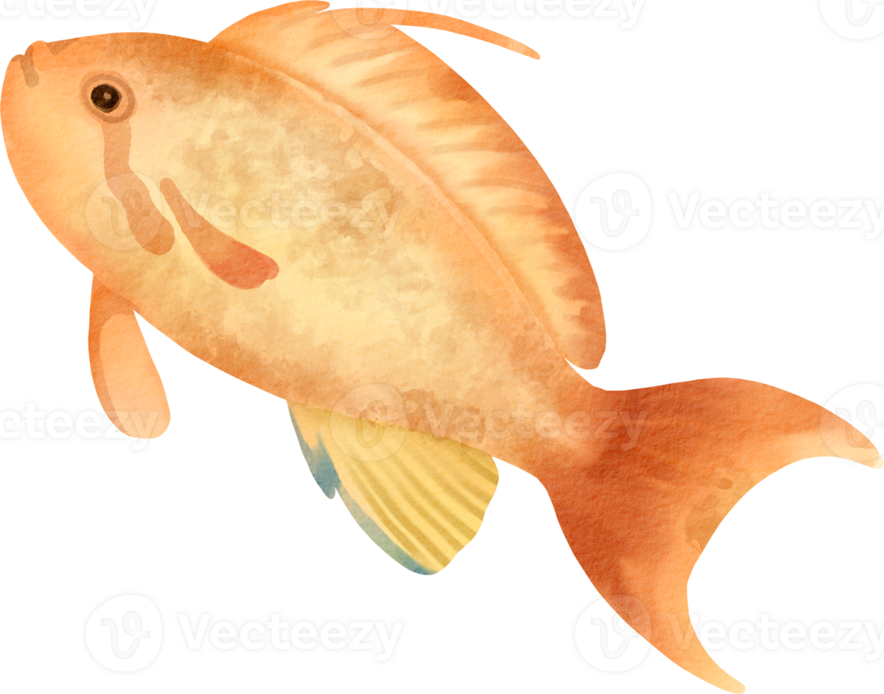 An orange fish with a yellow tail on a black background png