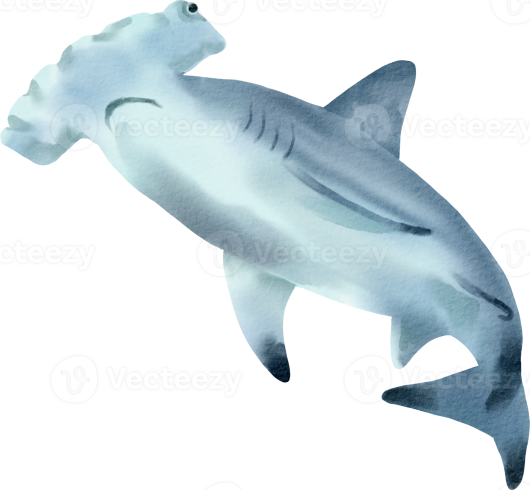 A shark with a long nose and a long tail png