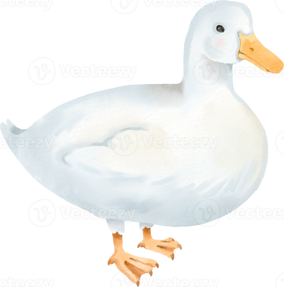 A white duck standing on a black background png