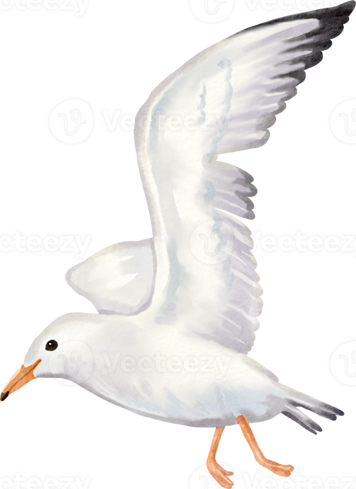 A white seagull flying in the air png