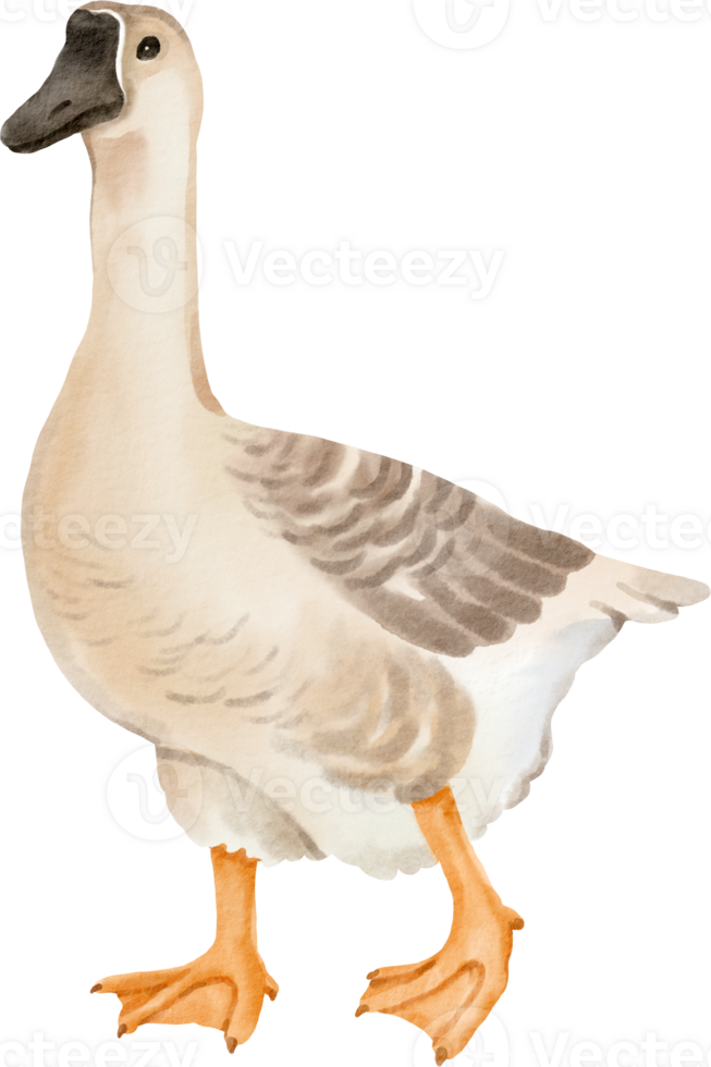 A goose is standing on a black background png