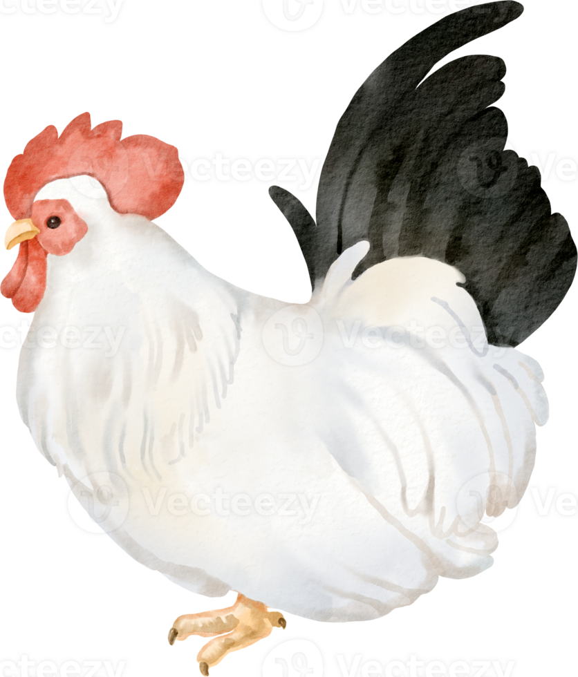 A watercolor illustration of a rooster png