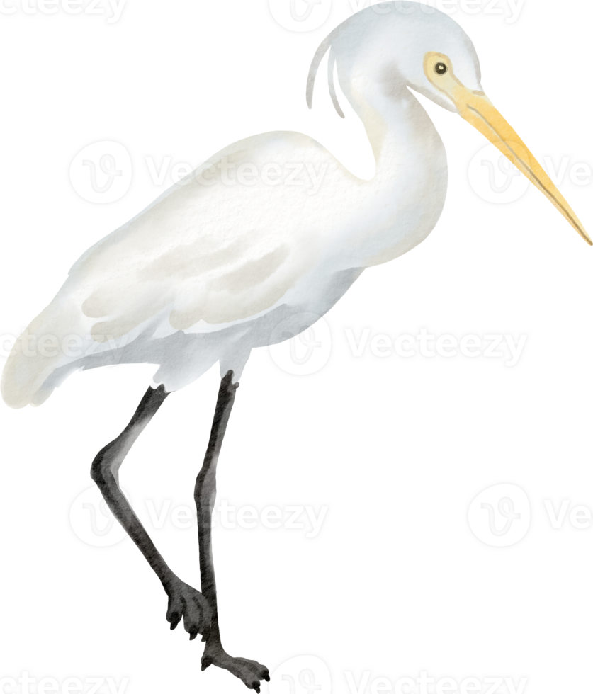 An illustration of a white bird with long legs png