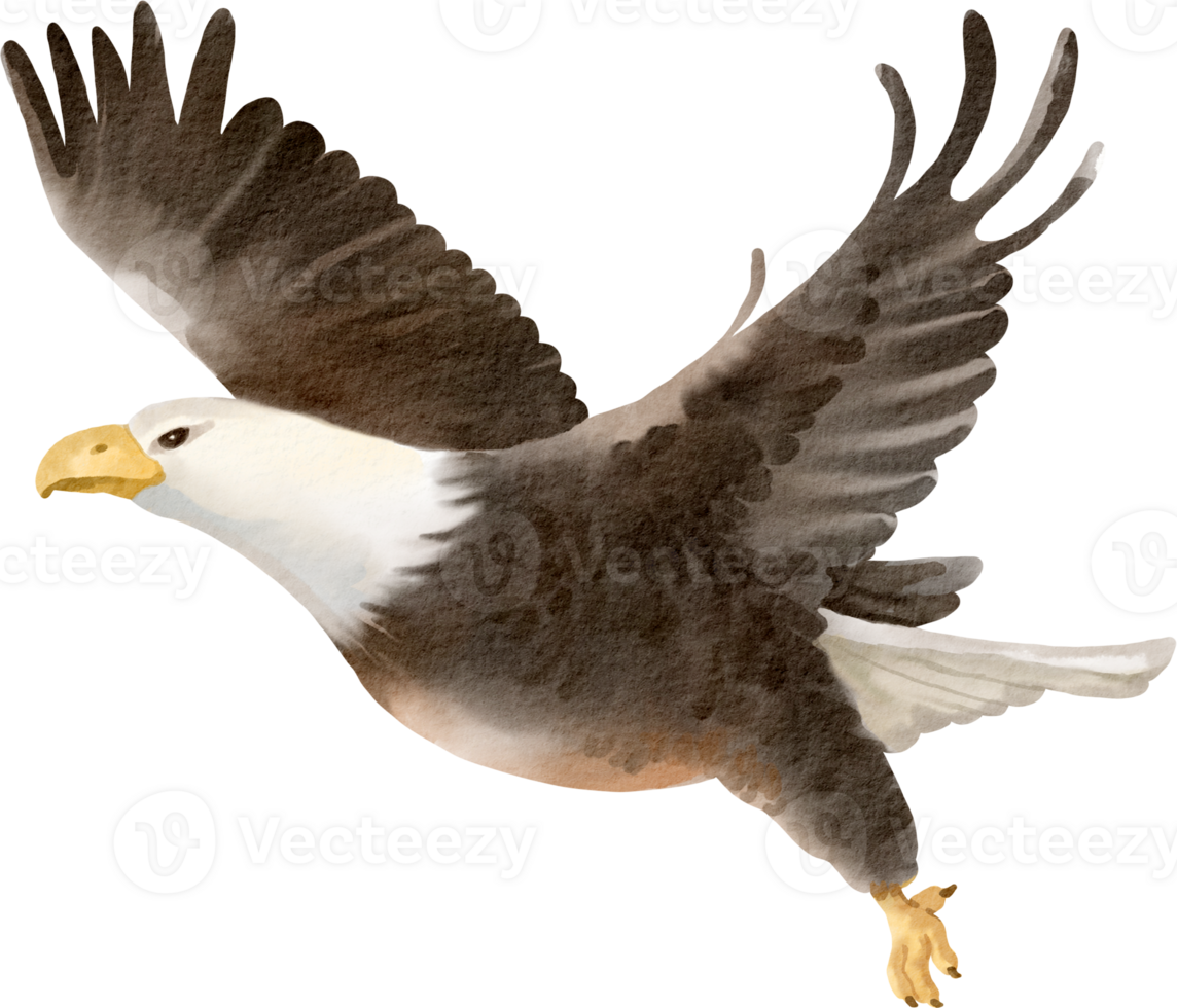 Bald eagle clipart png