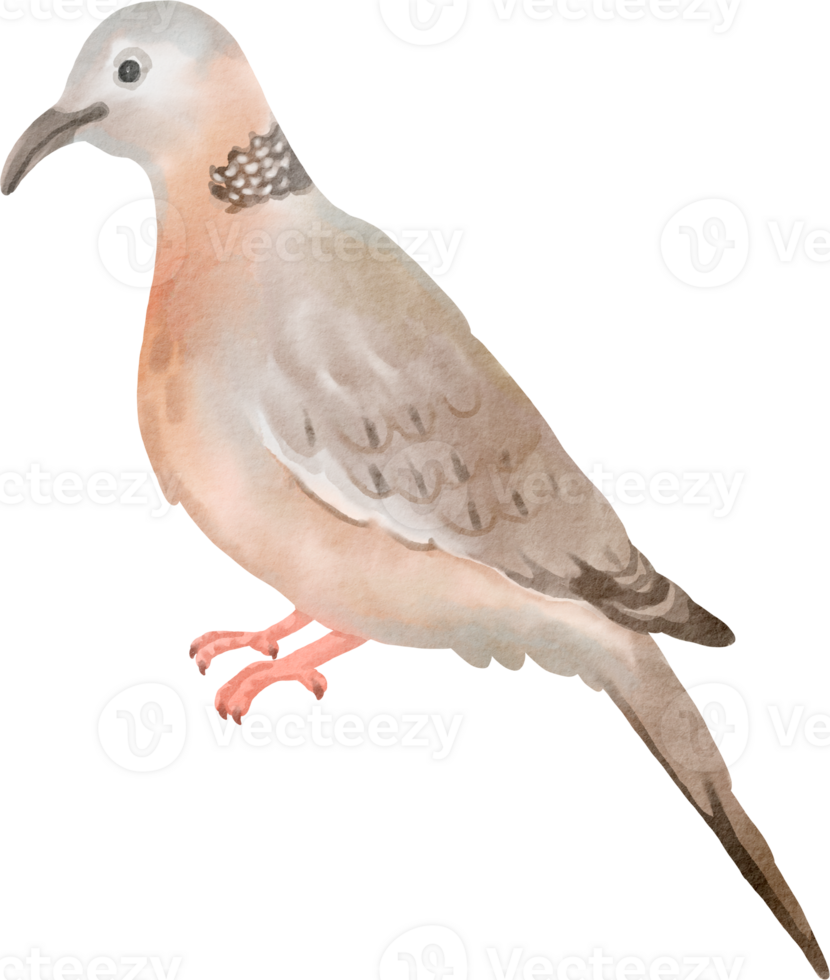A watercolor drawing of a dove png