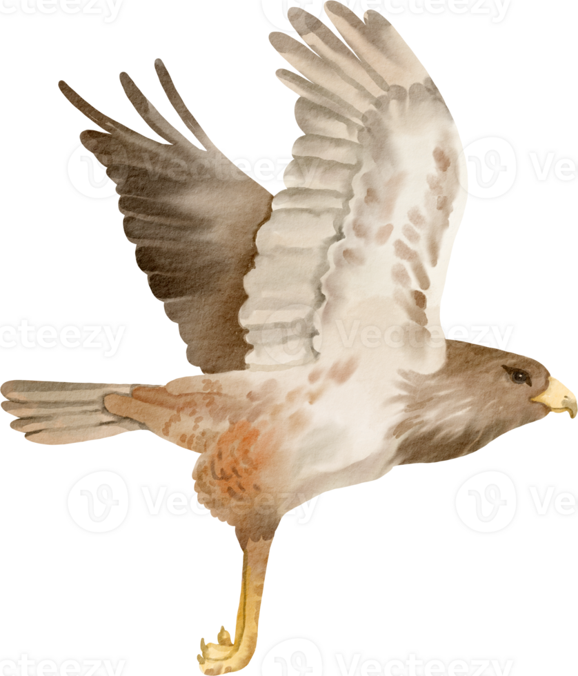 A watercolor illustration of a bird flying png