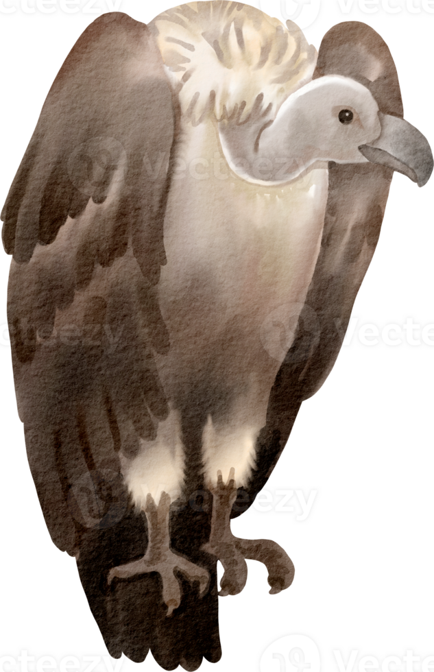A watercolor drawing of a vulture png