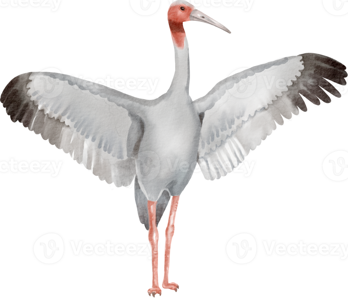A watercolor drawing of a white bird with red feet png