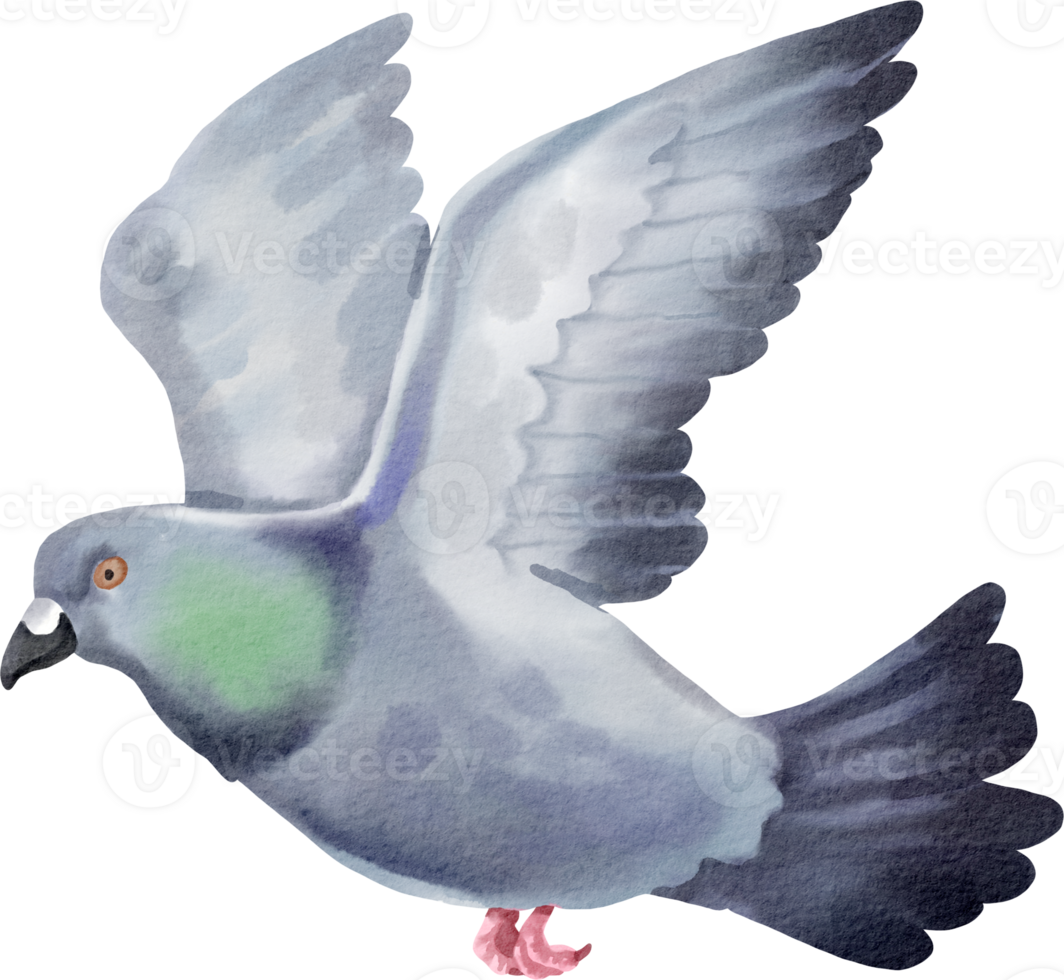 A watercolor drawing of a pigeon flying png
