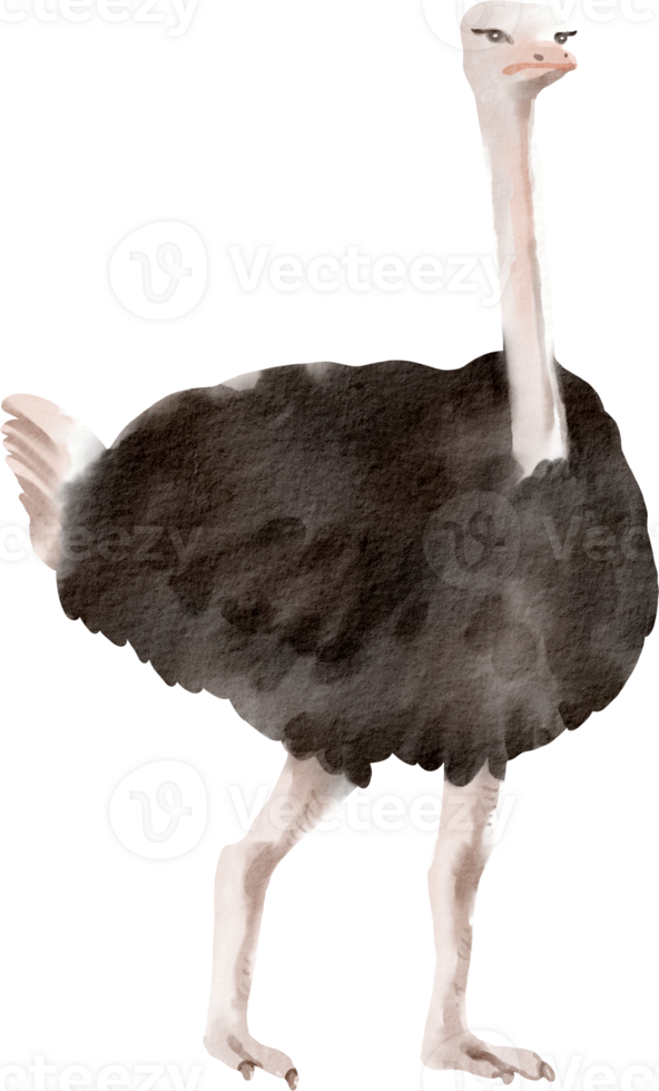 An ostrich is standing on a black background png