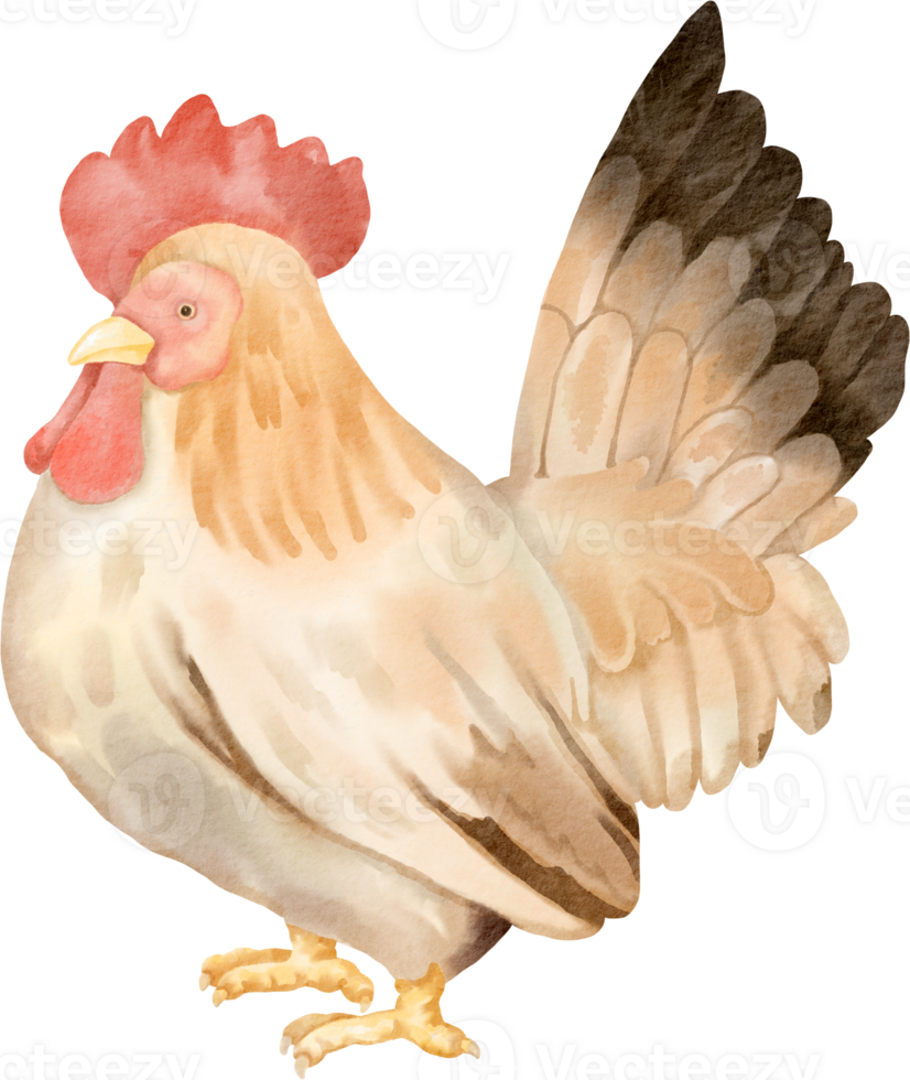 A watercolor illustration of a chicken png