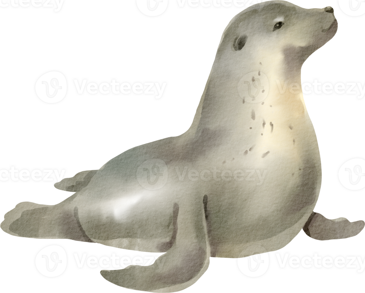 A seal sitting on a black background png