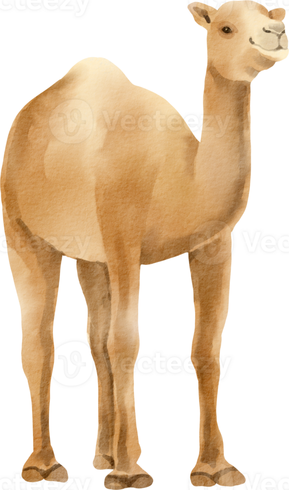 A camel is standing in front of a black background png