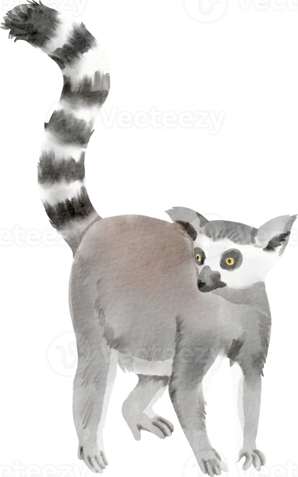 A drawing of a lemur with a long tail png