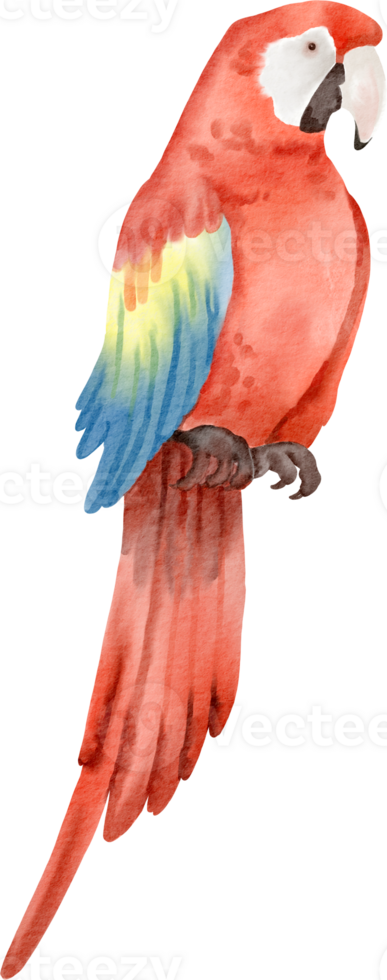 A red parrot with a colorful tail png