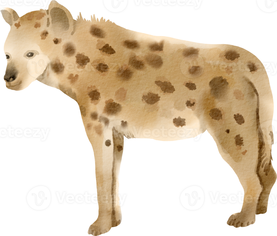 A hyena is standing in front of a black background png
