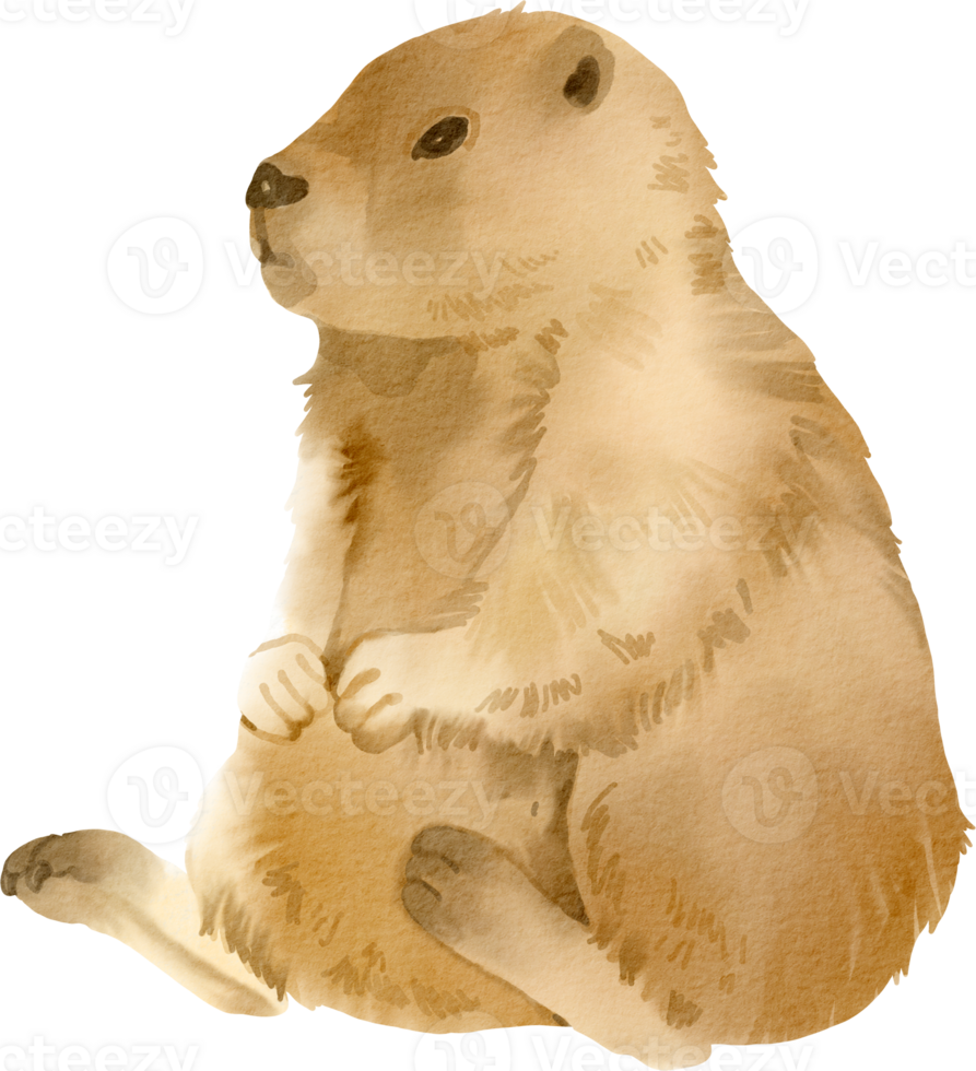 A watercolor drawing of a groundhog sitting down png