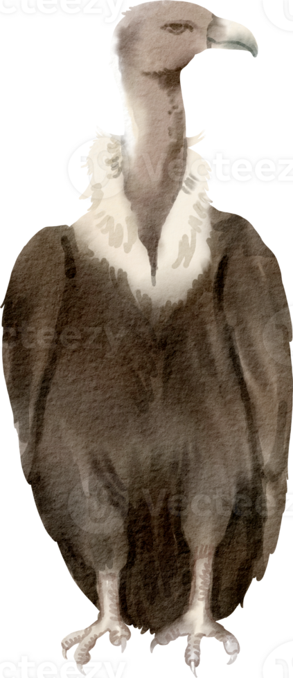 A watercolor drawing of a vulture png