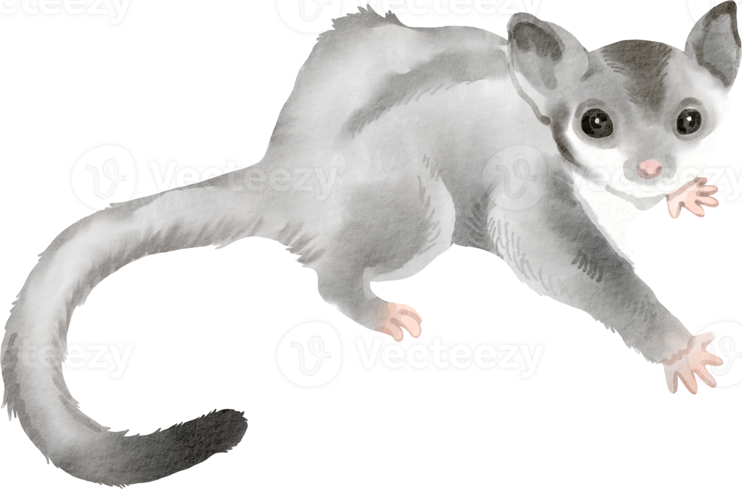 A drawing of a sugar glider on a black background png