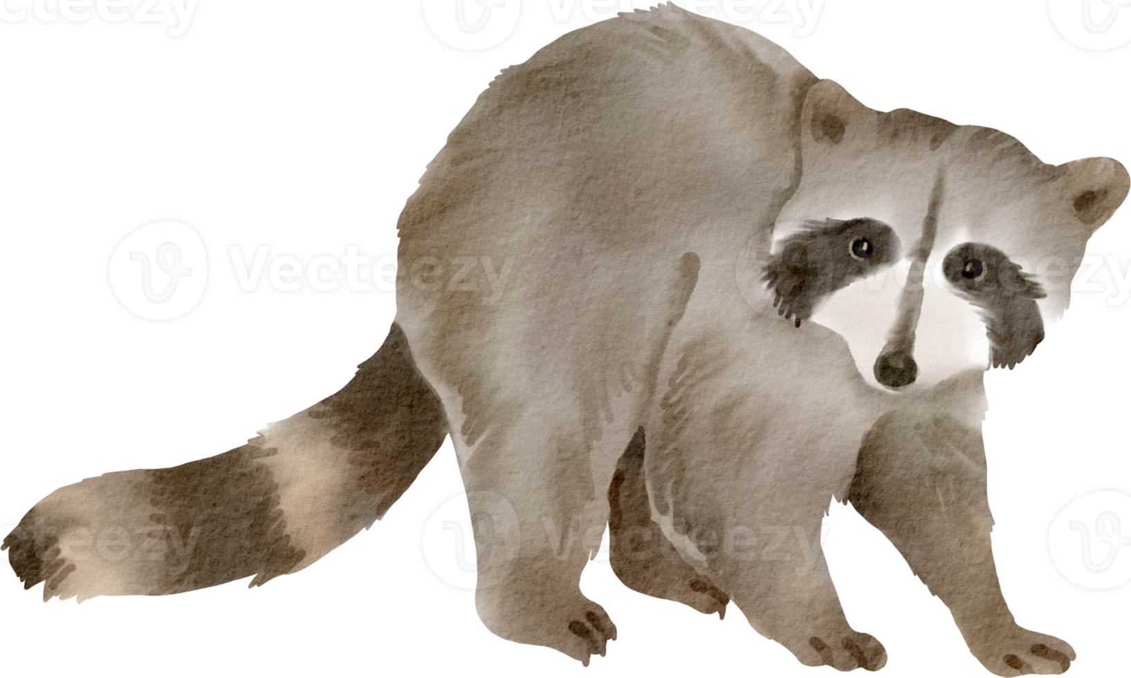 A watercolor drawing of a raccoon png