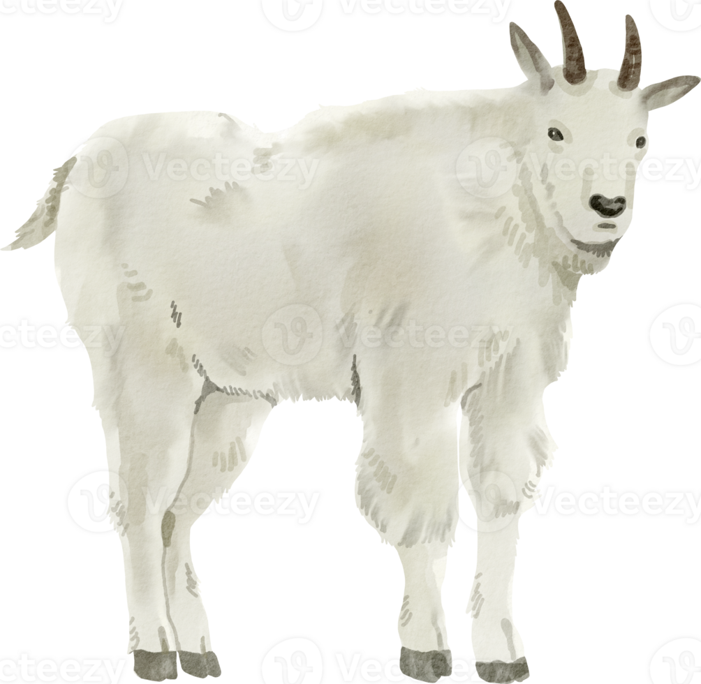 A white goat standing on a black background png